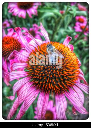 Il miele delle api su un fiore rosa Foto Stock