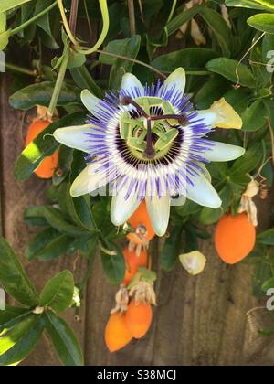 Fiore di passione e frutto della passione d'arancia Foto Stock