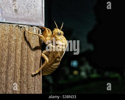 Vuota la calotta di cicada su un palo durante la notte in Estate in Giappone Foto Stock