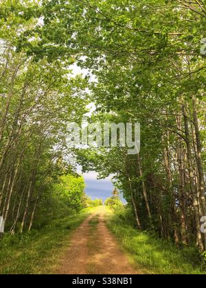 Alberi di betulla in primavera lungo il Confederation Trail o Trans Canada Trail nella rurale Isola del Principe Edoardo, Canada. Foto Stock