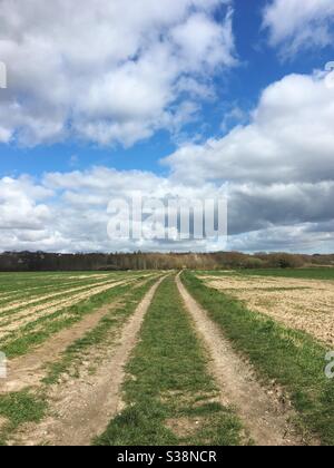 Traccia attraverso un campo Foto Stock