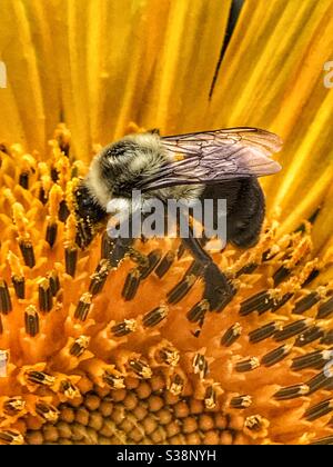 Bee per raccogliere il polline da un girasole Foto Stock