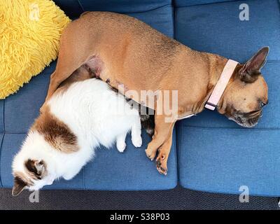 Un cane e un gatto che giace stretto insieme su un divano. Foto Stock