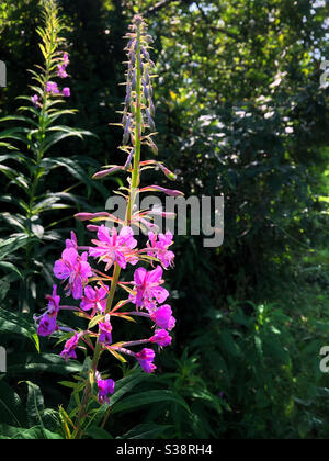 Rosebay Willowwib (Chamaenerion) che cresce nel Galles del Sud, agosto. Foto Stock