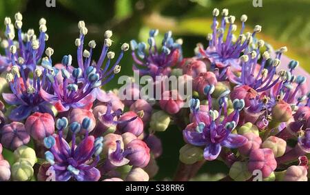 boccioli porpora di fiori di idrangea Foto Stock