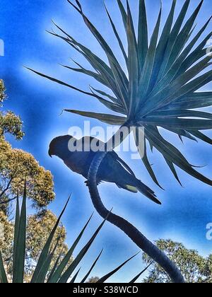 Lorikeet arcobaleno che perching su palma Foto Stock