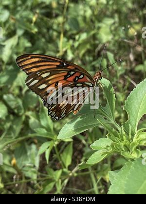 Farfalla del fritillario del Golfo riposante su piante verdi della foresta Foto Stock