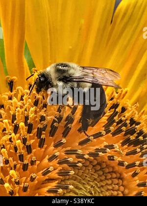 Bumblebee raccogliere polline su un girasole Foto Stock
