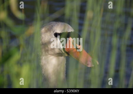 Primo piano di un cigno che guarda attraverso un po 'd'erba su un fiume Foto Stock