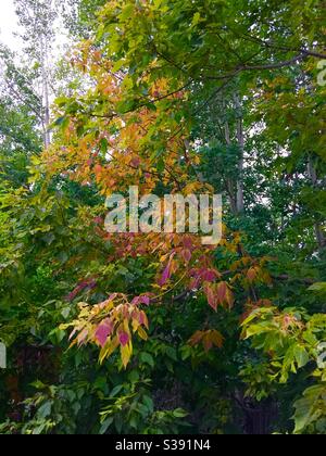 Foglie d'autunno, 2020 agosto, Calgary, Alberta, Canada, Box anziano Foto Stock