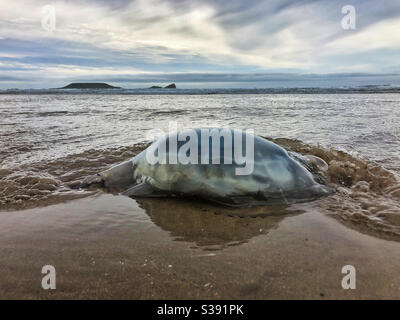 Grande medusa sulla linea di marea a Rhossili Beach, Gower, Swansea, Galles, agosto. Foto Stock