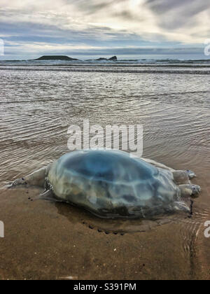 Grandi meduse lavate sulla spiaggia di Rhossili con Worms Head sullo sfondo Foto Stock