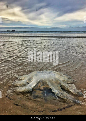 Grandi meduse lavate sulla spiaggia di Rhossili, agosto. Worm testa in lontananza. Foto Stock