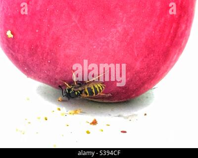 WASP in primo piano sulla mela rossa Foto Stock