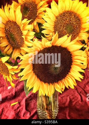 Girasoli grandi e audaci in un vaso di vetro. Foto Stock