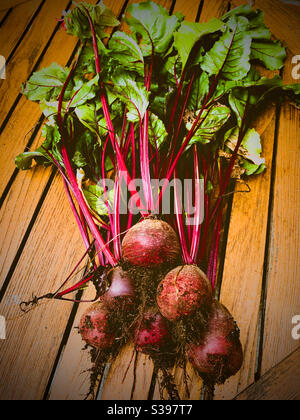 Barbabietola appena prelevata dal giardino di casa, piantata durante il blocco di Covid-19, Hampshire, Inghilterra, Regno Unito Foto Stock