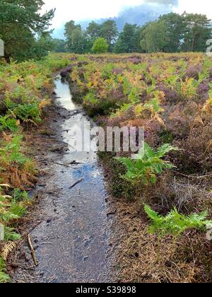 Sutton Heath, Woodbridge, Suffolk, Regno Unito - 28 agosto 2020: Un colorato tappeto di bracken e un sentiero trasformato in un ruscello dopo la pioggia pesante. Foto Stock