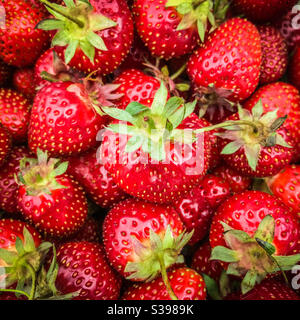 Primo piano di fragole appena raccolte Foto Stock