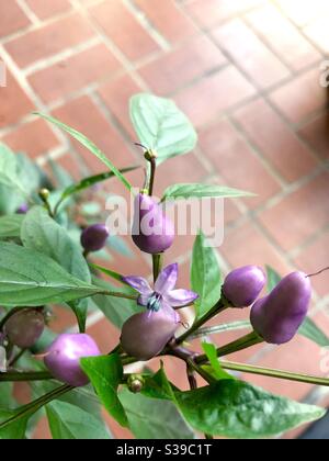 Pianta ornamentale fiorente del pepe che cresce sul patio mostrando fuori giovane frutta viola Foto Stock