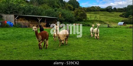 Esperienza alpaca Foto Stock