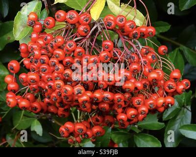 Bacche rosso brillante su un cespuglio di pyracantha all'inizio dell'autunno Foto Stock