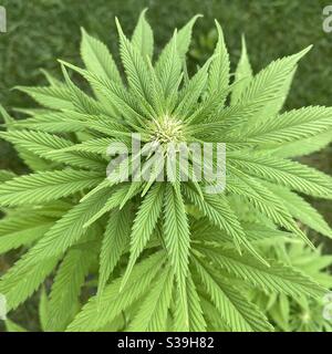 Marijuana Cannibas pianta che inizia a fiorire da vicino Foto Stock