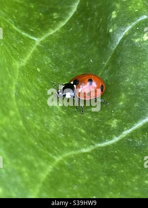 Coccinella sulla foglia verde Foto Stock