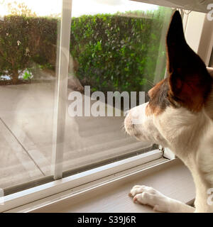 Cane che guarda fuori finestra, che desidera essere fuori. Foto Stock