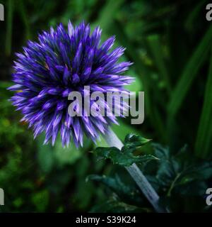 Echinops bannaticus o thistle globo. Foto Stock