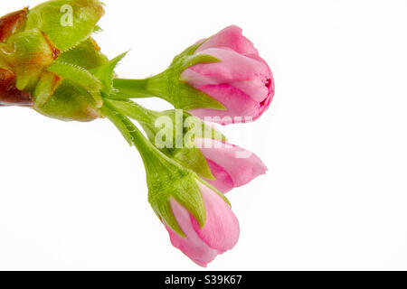 Delicato giovane ancora chiuso fiori rosa di prugna di fronte di sfondo bianco sulla sinistra con copyspace sul bordo destro Foto Stock