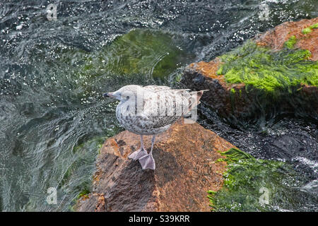 Giovane gabbiano nero-backed Larus marinus seduto su una pietra bagnata in acqua con alghe verdi e alghe Foto Stock