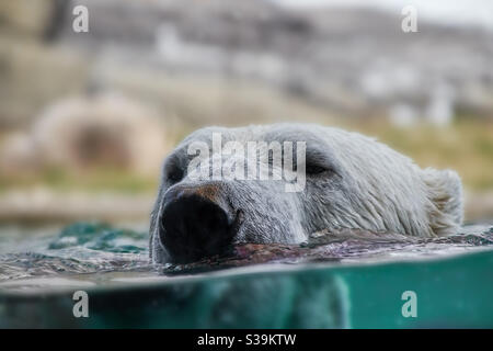 Orso Polare Che Nuota Sottacqua E Respira Espira Attraverso Il Naso -  Fotografie stock e altre immagini di Espirare - iStock