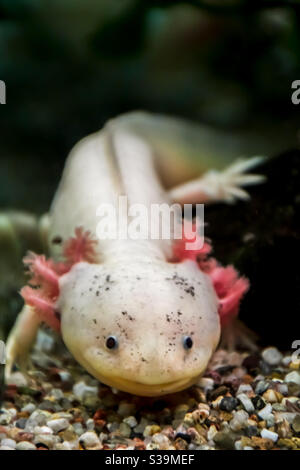 Assolotolo leuco chiamato Ambystoma mexicanum con raffinate branchie rosa esterne e occhi rotondi neri Foto Stock