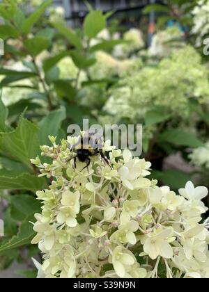 Ape sulla luce a lume di candela idrangea Foto Stock