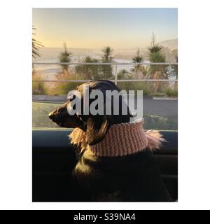 Un Dachshund in una sciarpa si allontana dalla finestra di un'auto in movimento al tramonto a Camps Bay, Città del Capo. Foto Stock