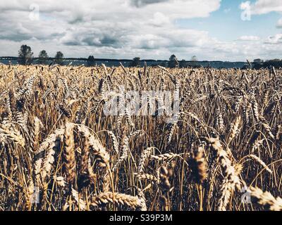 Campo di grano pronto per la mietitura Foto Stock