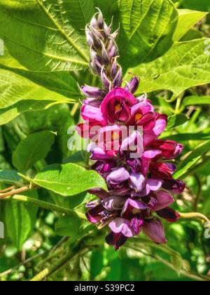 Fiore kudzu nel mese di settembre, Carolina del Nord Foto Stock