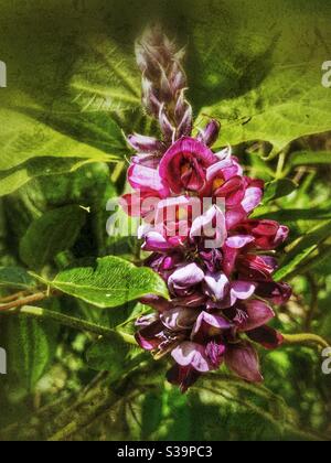 Fiore della vite Kudzu, settembre in Carolina del Nord Foto Stock