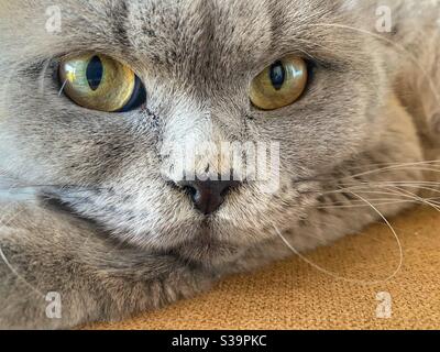 Home gatto closeup con faccia innocente Foto Stock