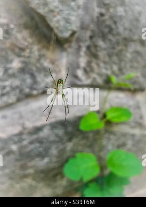 Green Leucauge venusta (Orchard Spider) in giardino, primavera, Carolina del Nord Foto Stock