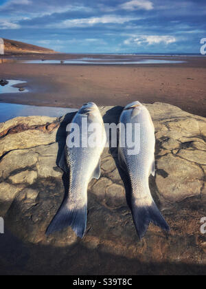 Due bassi freschi (Dicentrarchus labrax) che giacciono su una roccia dopo essere stati catturati da una spiaggia di surf gallese. Foto Stock