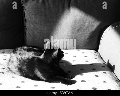 Immagine in bianco e nero di gatto nero che guarda un'ombra delle sue orecchie nella luce solare estiva tardo pomeriggio Foto Stock