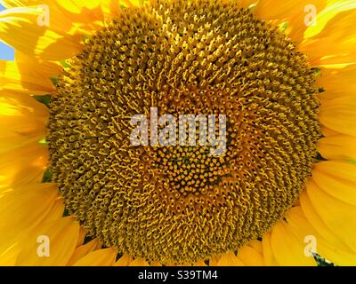 Primo piano del Centro di girasole Foto Stock