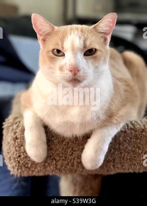 Foto ritratto di un bellissimo gatto maschio sgombrato di ambra e bianco o arancione con splendidi occhi color ambra che guardano alla macchina fotografica, al compagno di animali domestici o americani al coperto shorthair Foto Stock