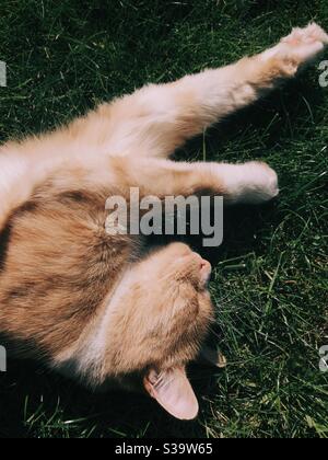 Gatto zenzero che si lazing al sole Foto Stock