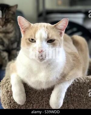 Foto ritratto di un bellissimo gatto di zenzero e bianco o arancione ambrato con splendidi occhi color ambra, maschio nudo domestico o americano shorthair compagno di animali domestici Foto Stock