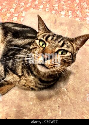 Gatto tabby con occhi gialli Foto Stock