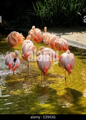 Un gregge di fenicotteri cileni rosa di fronte al sole nei Giardini Sunken di San Pietroburgo, Florida Foto Stock