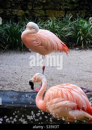 Due fenicotteri cileni rosa con spruzzi d'acqua, come si vede nei giardini Sunken di San Pietroburgo, Florida Foto Stock