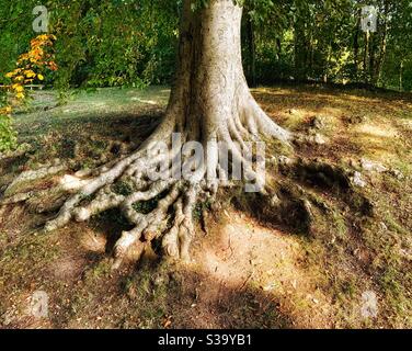 Radici gnarled e alterate di un vecchio, albero antico nei terreni di un parco, Inghilterra, Regno Unito Foto Stock